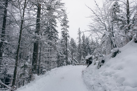 Road in the mountains on a winter dayの写真素材