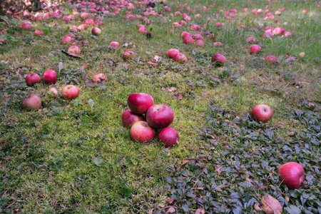 A sea of apples in the orchard, red fruit in the countryside lying on the ground, hidden in the...