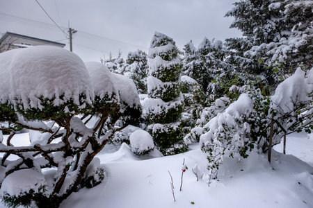 Winter view - a snowy garden with huge flakes of snowの写真素材