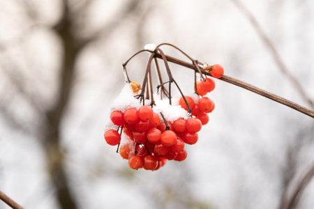 Snow on the fruits of red rowan on a blurred backgroundの写真素材