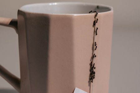 A plague of ants in the kitchen - falling on a cupの写真素材