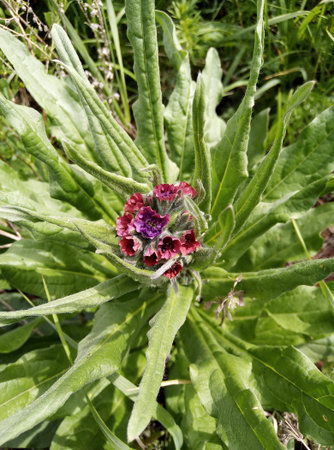 flover