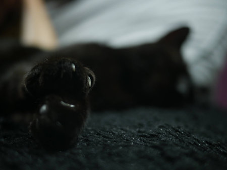 Cat black clawの写真素材