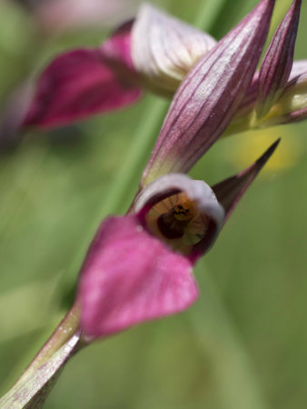 Wild orchid serapias lingua inside antの写真素材