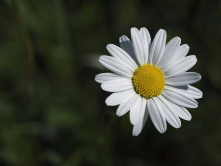 Flower daisyの写真素材