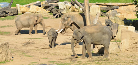 Elephant familyのeditorial素材