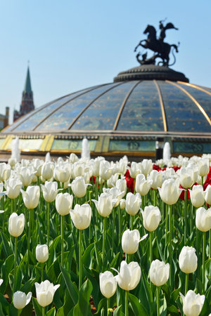Spring. Flowers in Alexander Garden (focus on white flowers), Moscow, Russiaのeditorial素材