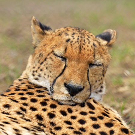 Portrait of cheetahの写真素材