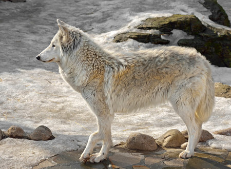 Polar wolf with a sore paw