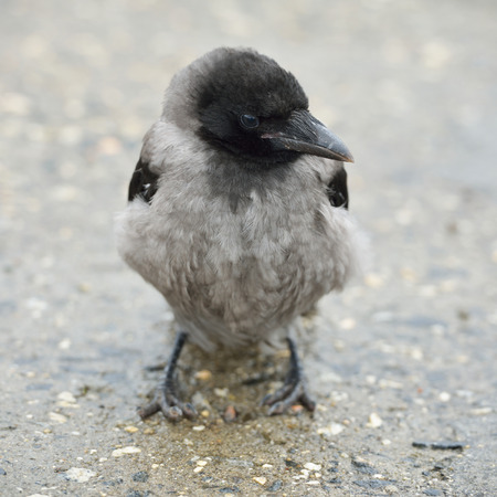 Young hooded crow chick. Hooded Crow (Corvus cornix) (also called Hoodiecrow) is a Eurasian bird species in crow genusの写真素材
