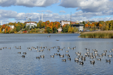 Flock of Barnacle geese (Branta leucopsis) on Toolonlahti bay. Helsinki, Finlandの写真素材