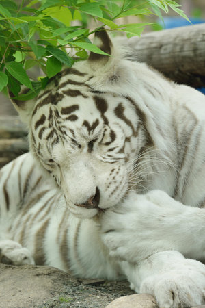 White tiger or albino tiger is pigmentation variant of Bengal tigerの写真素材