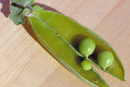 Pisum sativum (field or garden pea)