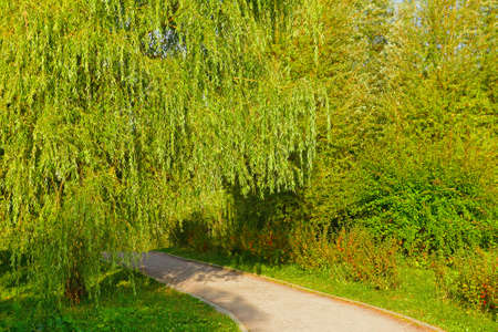 Overgrown path in Moscow Landscape Park. Russiaの写真素材