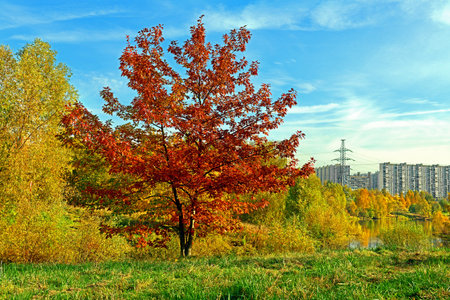 Red maple in Mitino landscape park. Moscow, Russia