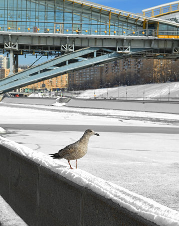 Young European herring gull (Larus argentatus) on background of Bogdan Khmelnitsky (Kievsky) Pedestrian Bridgeの写真素材