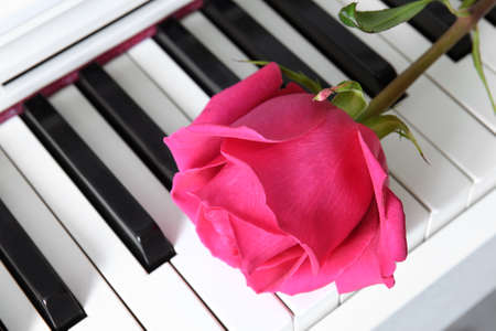 Raspberry pink rose on musical piano keyboard. Moscow, Russiaの写真素材