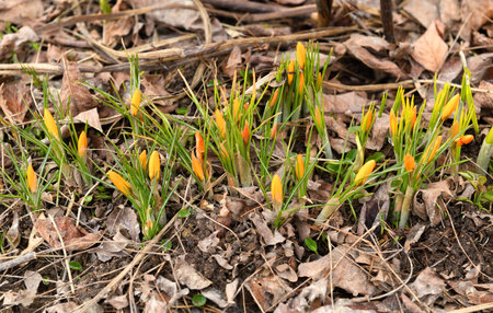 First spring flowers. Crocus flavus, known as yellow crocus or Dutch yellow crocus