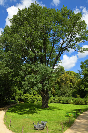 200 year old oak tree (Quercus robur, commonly known as common oak, pedunculate oak) and happy dog sculpture in Moscow State University Apothecary Garden. Moscowのeditorial素材