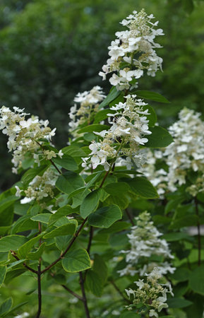 Hydrangea paniculata, panicled hydrangea, species of flowering plant in family Hydrangeaceae