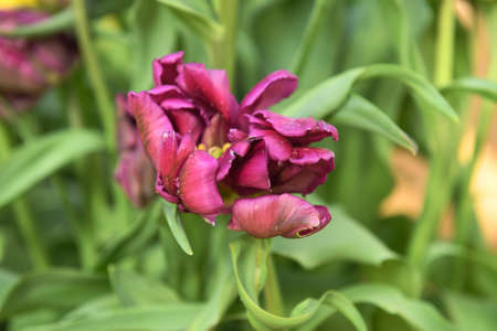 Negrita Parrot Tulip, rich, deep purple tulipの写真素材