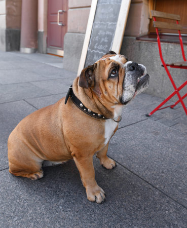 Young English Bulldog (British Bulldog) on city street. Saint Petersburg, Russiaの写真素材