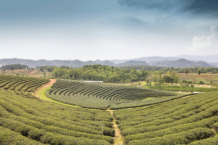 Tea farm Chiang Rai Thailandの写真素材