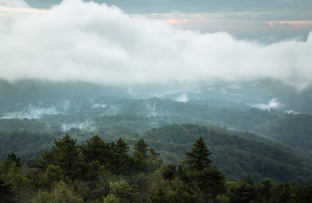 Fog over the Doi Inthanon mountain,Chiangmai Thailand.