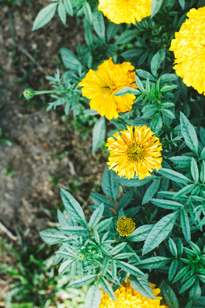 Flower of beautiful Calendula in garden,Top viewの写真素材
