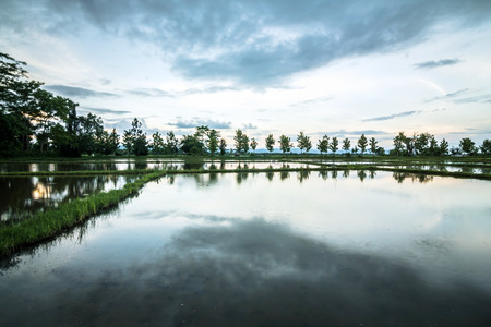 Beautiful sunset reflected in water in the cornfield, chiang rai,thailandの写真素材