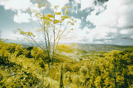Beautiful infrared landscape forest imageの写真素材