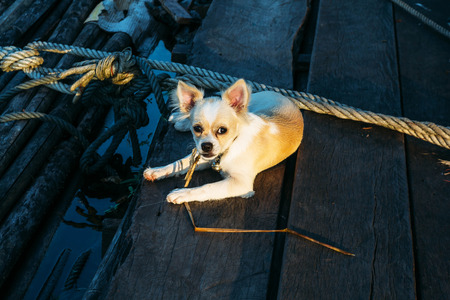 Chihuahua dog on woodの写真素材