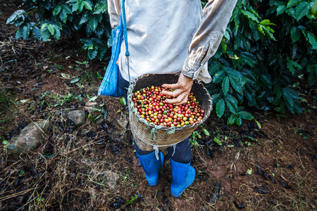 Coffee farmer picking ripe cherry beans.の写真素材
