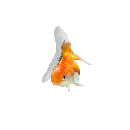Gold fish isolated on a white background.の写真素材