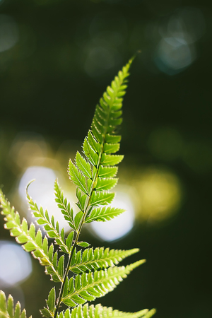 vintage soft blurred green fern leafs on blurred background with bokeh.の写真素材