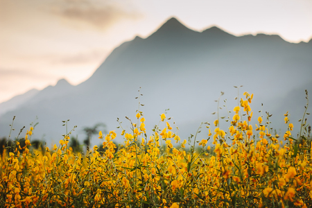 Sunhemp flower movement on the field,selective focus on flower.の写真素材