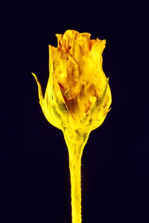 Flower  with neon glow on background. Selective focusの写真素材