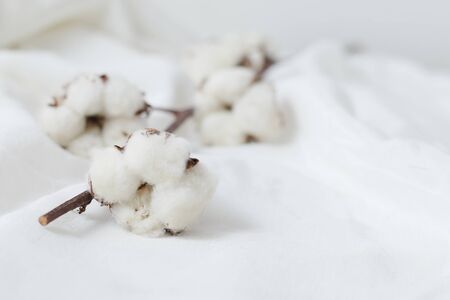 Beautiful white cotton flowers on background.の写真素材