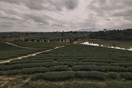 Beautiful landscape view of choui fong tea plantation.の写真素材