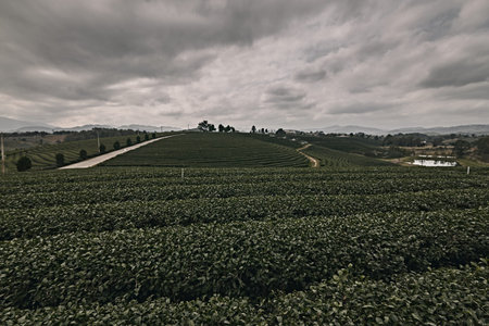 Beautiful landscape view of choui fong tea plantation.