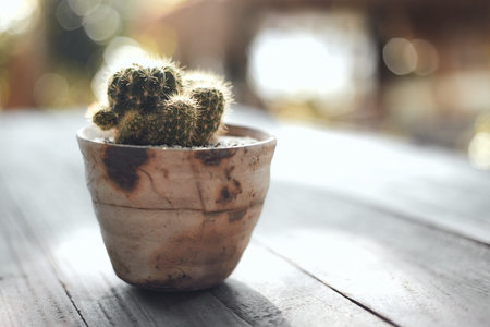 Beautiful small tree in clay pots on blurred background, space for text. Home decor