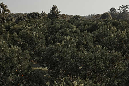 Orange Orchard in northern thailandの写真素材