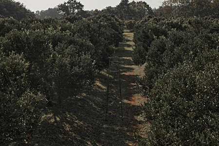 Orange Orchard in northern thailandの写真素材