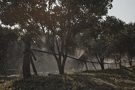Orange Orchard in northern thailandの写真素材