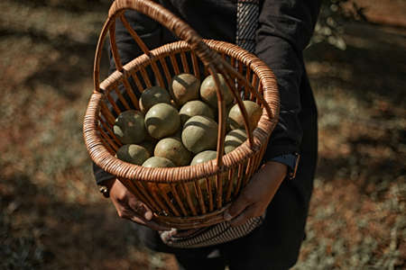 Oranges picked fresh from tree in basket.Morning light.の写真素材