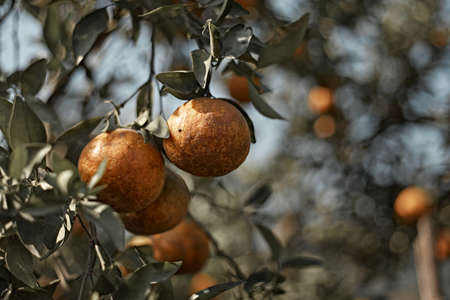 Ripe and fresh oranges hanging on branch, orange orchardの写真素材