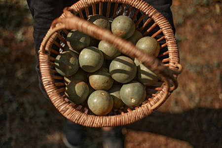 Oranges picked fresh from tree in basket.Morning light.の写真素材