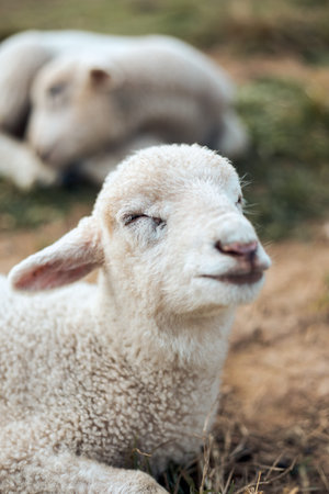 sheep on mountain in rural Thailand.
