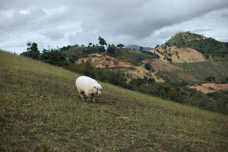 sheep on mountain in rural Thailand.の写真素材
