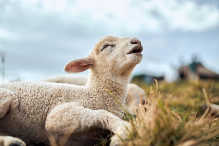 sheep on mountain in rural Thailand.の写真素材